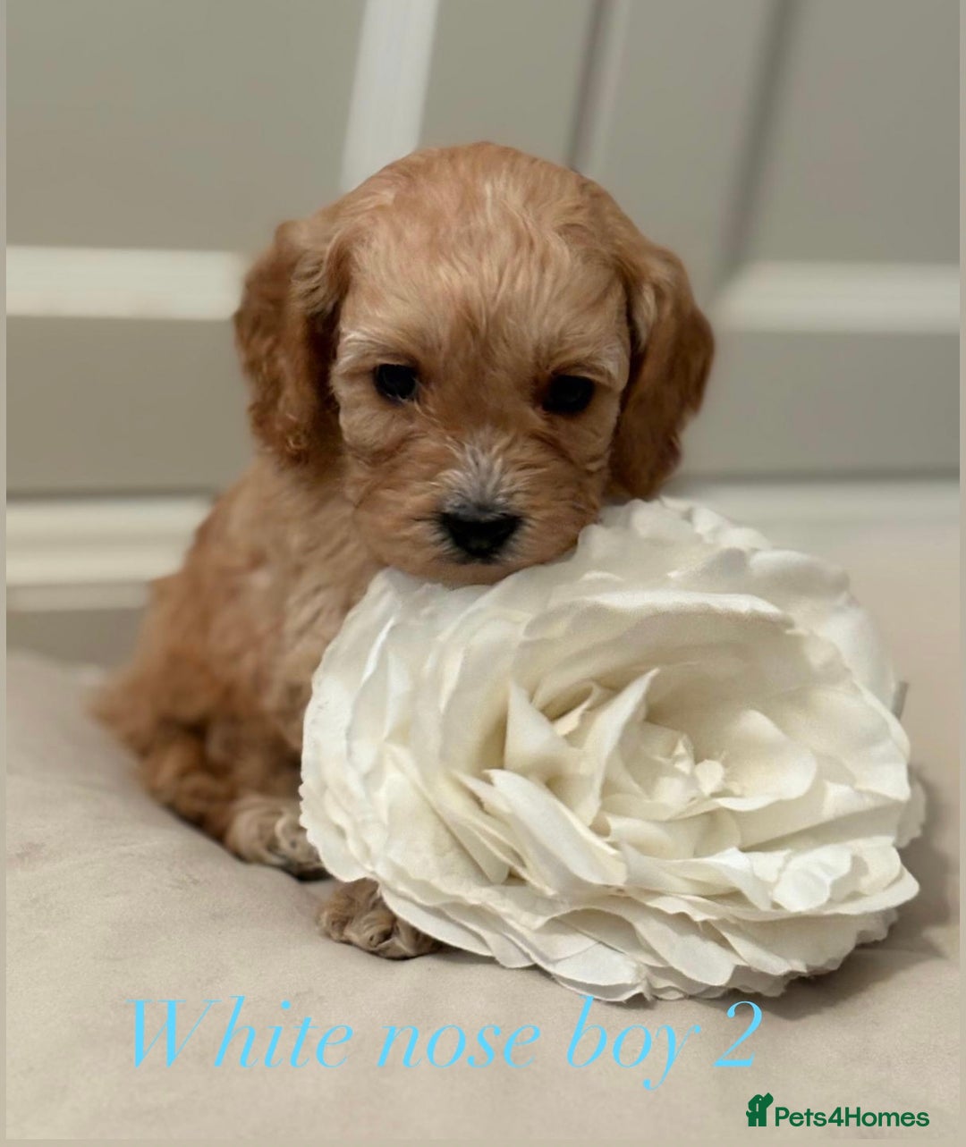 Cavapoo dogs for sale: 8 F1 dna health tested Cavapoos  - Image 14