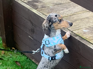 Miniature Dachshund dogs in Peterborough - Advert 42