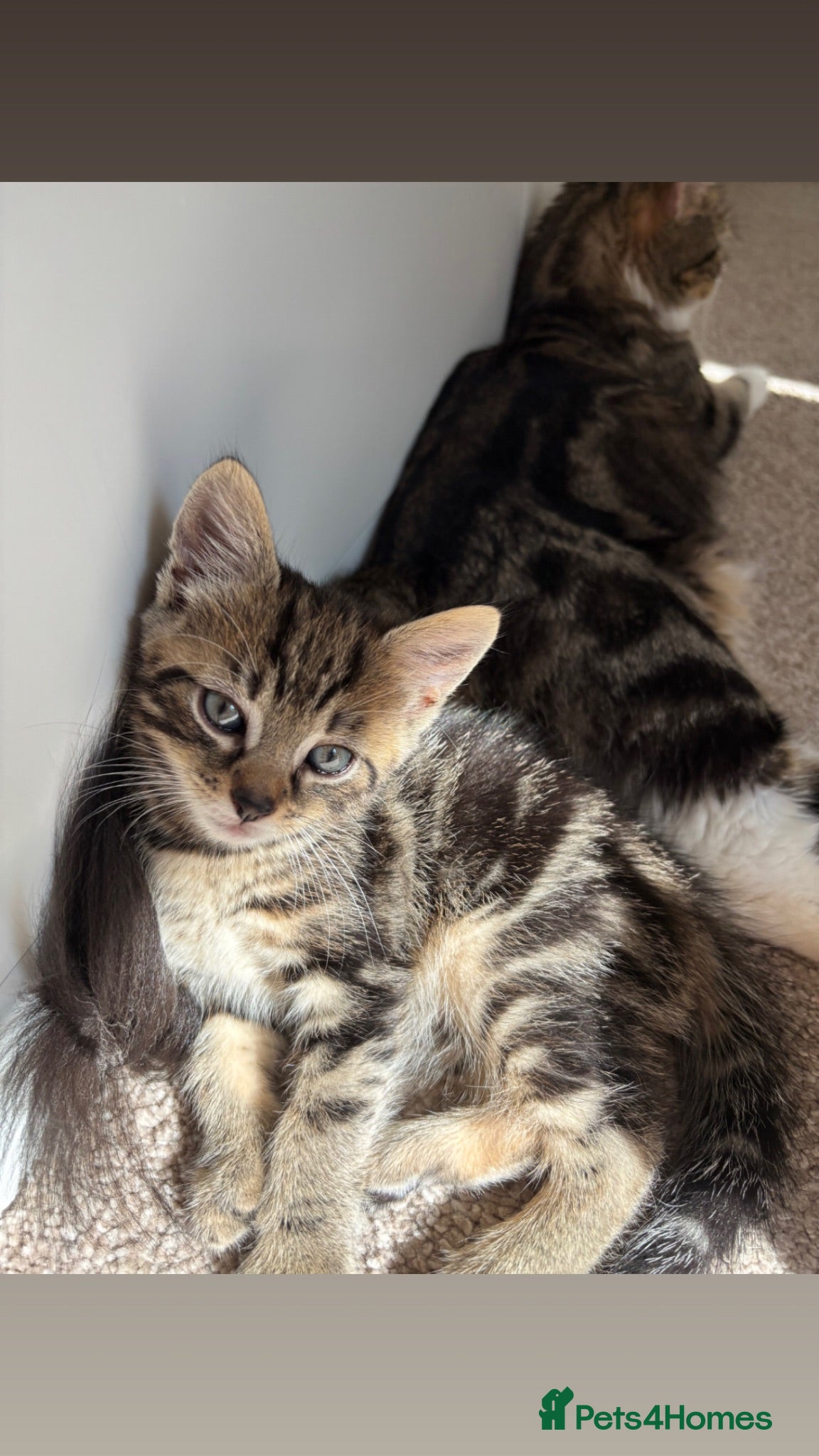 Mixed Breed cats 3 beautiful kittens - Advert 2
