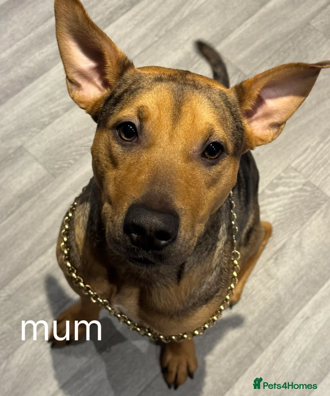 Mixed Breed dogs for sale: Border collie x staffordshire bull terrier pups - Advert 10