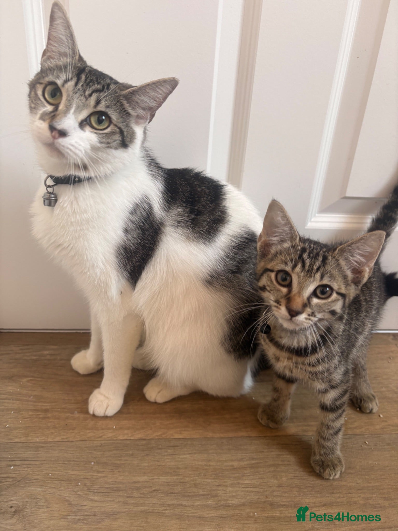 Mixed Breed cats Beautiful male kitten - Advert 1