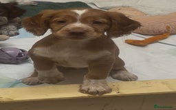 Cocker Spaniel dogs for sale: Cocker spaniel puppies - Advert 4