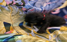 Miniature Schnauzer dogs for sale: Gorgeous KC Reg mini Schnauzers 1 black girl left  - Advert 3