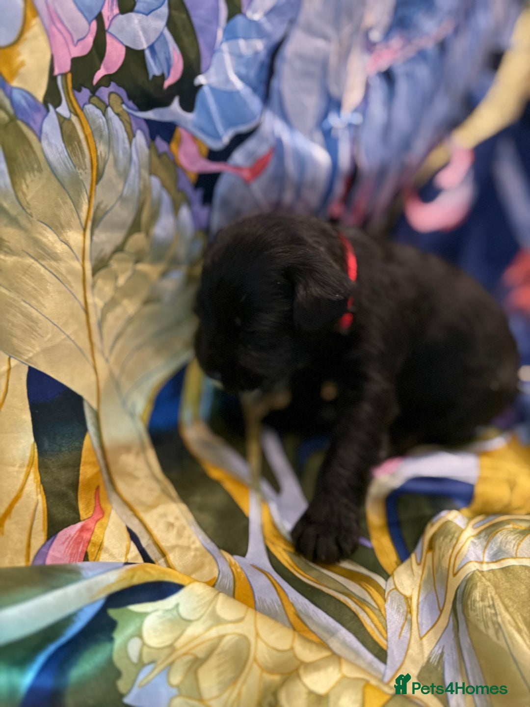 Miniature Schnauzer dogs for sale: Gorgeous KC Reg mini Schnauzers 1 black girl left  - Advert 3