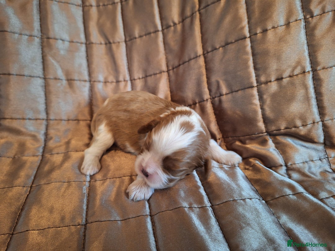 Cavalier King Charles Spaniel dogs for sale: Benton Cavaliers  - Image 8