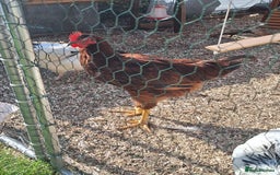 Chickens poultry for sale: Rhode Island red cockrel needs rehoming. - Image 2