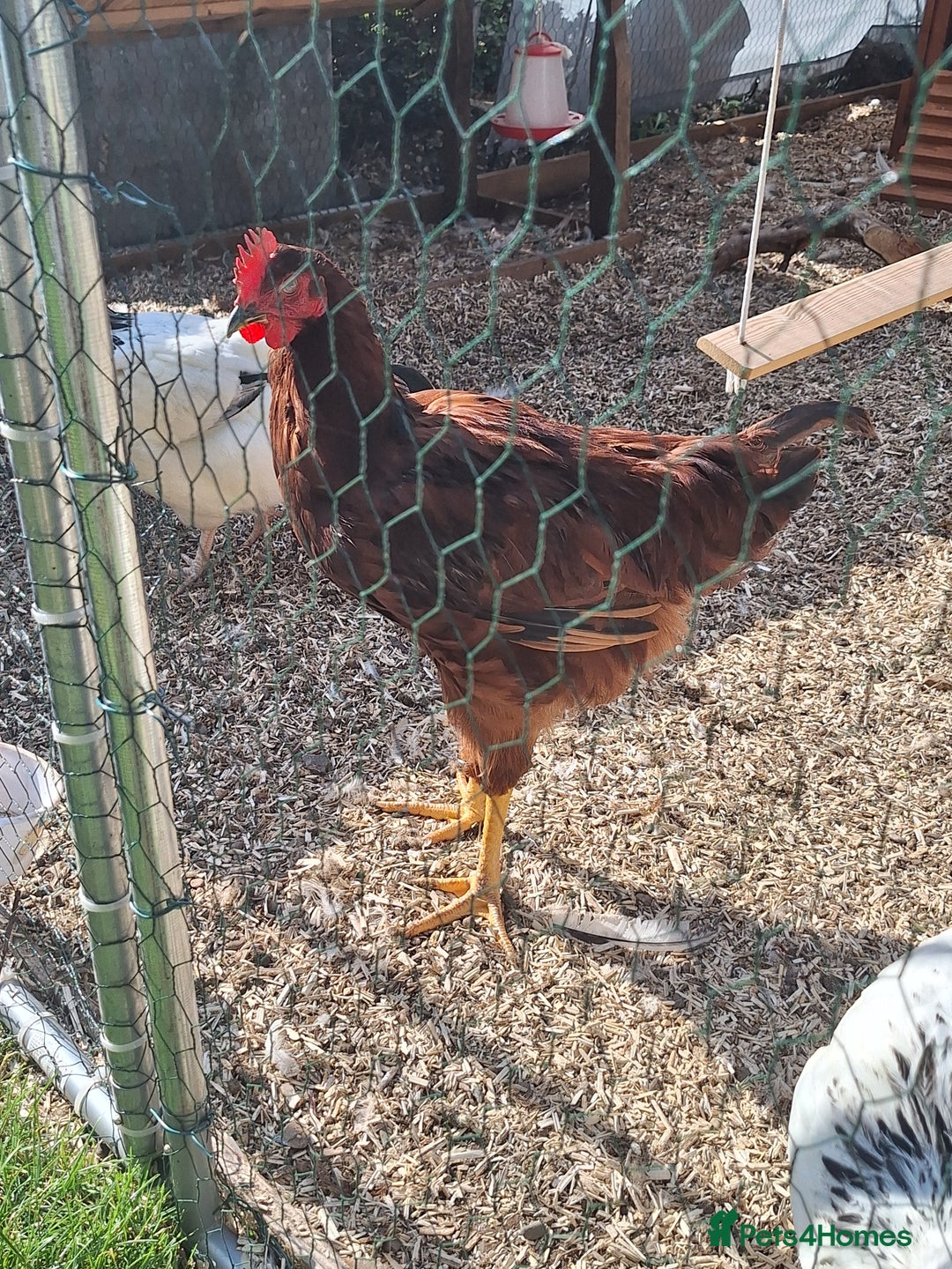 Chickens poultry for sale: Rhode Island red cockrel needs rehoming. - Image 2
