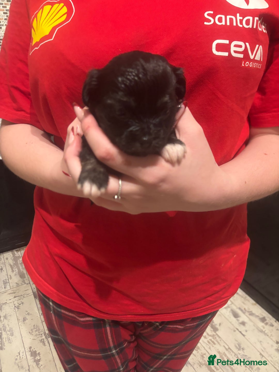 Chihuahua dogs for sale: Chihuahua pups - Advert 24