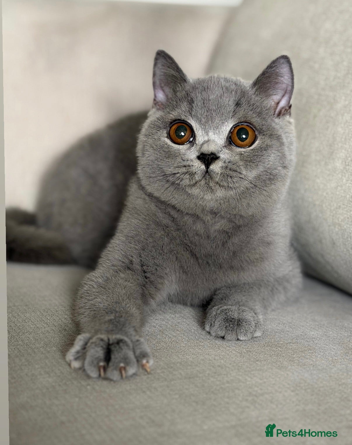 British Shorthair cats Beautiful boy  - Advert 1