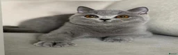 British Shorthair cats for sale: Beautiful boy  - Advert 1