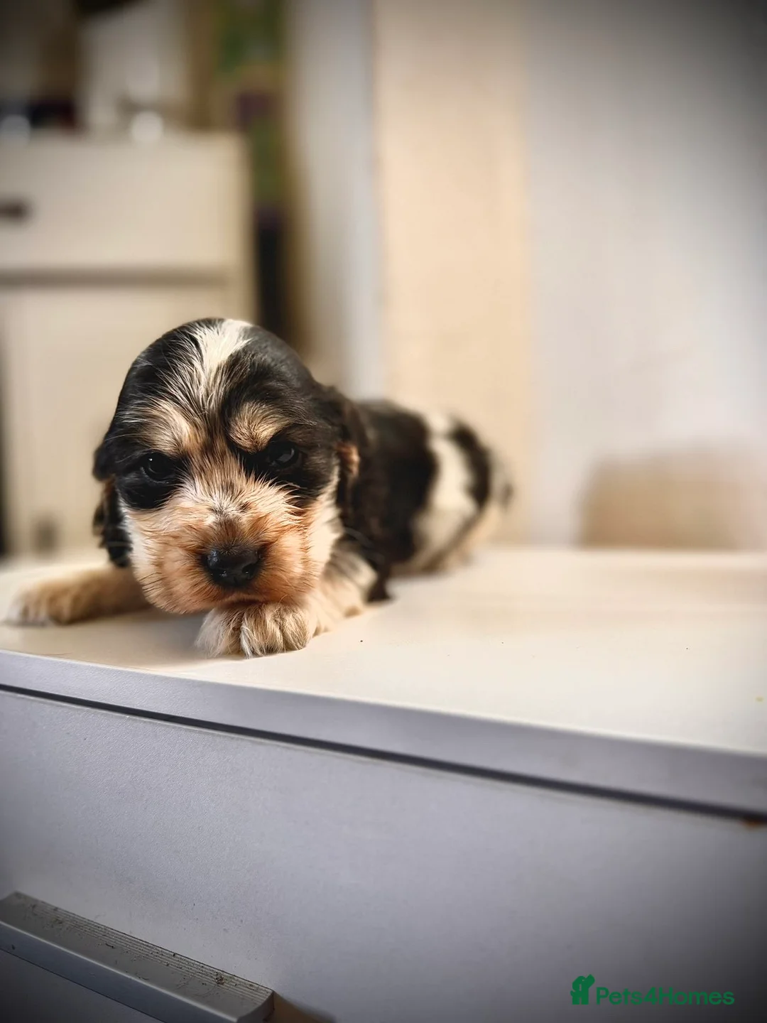 Cocker Spaniel dogs for sale: Show cocker spaniels! - Advert 1