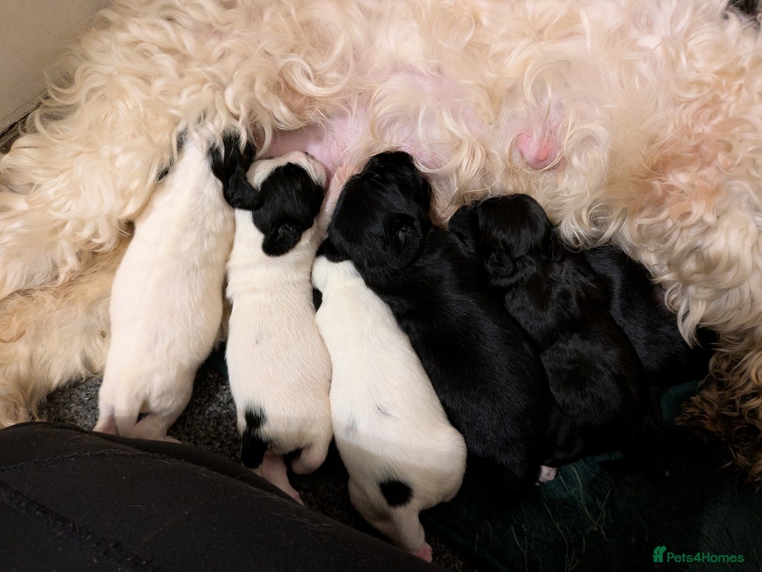 Mixed Breed dogs for sale: Cockapoo x labradoodle  - Advert 7