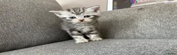 Mixed Breed cats for sale: Exotic cross kittens  - Advert 8