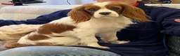 Cavachon dogs for sale: Cavachon puppies - Advert 3