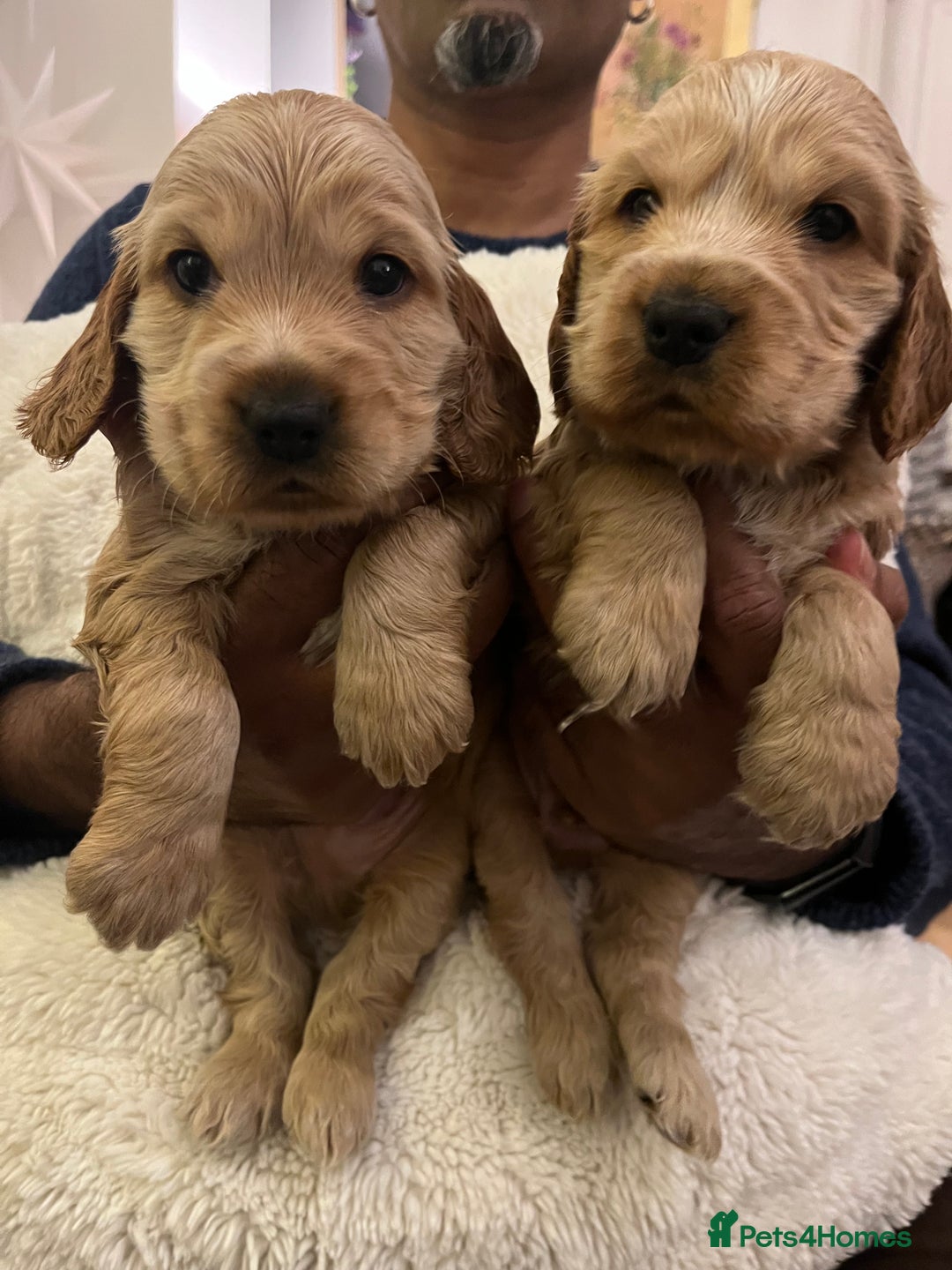 Cocker Spaniel dogs for sale: Adorable show type cocker spaniel pups - Advert 22