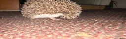 Pygmy Hedgehog rodents for sale: Breeding Pair Pygmy Hedgehogs Emergency Rehoming - Advert 6