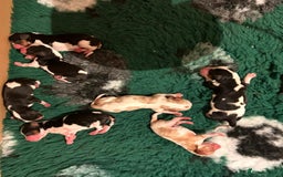 Cavalier King Charles Spaniel dogs for sale: Cavalier Pups  - Image 3