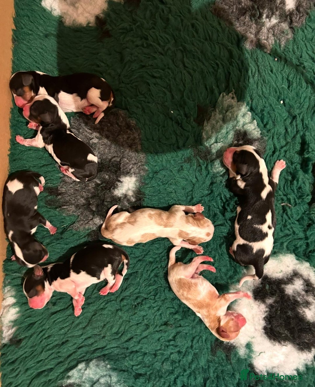 Cavalier King Charles Spaniel dogs for sale: Cavalier Pups  - Image 3