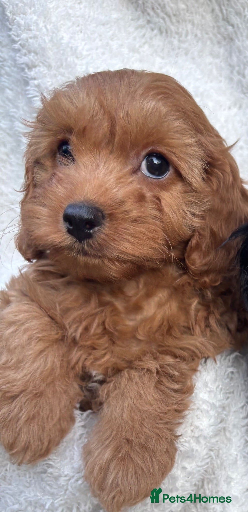 Cavapoo dogs ⭐️6 CAVAPOO’S Ready Now in CHESHIRE⭐️ - Advert 2