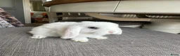 Mini Lop rabbits for sale: Lovely handsome mini lop bucks. - Advert 15