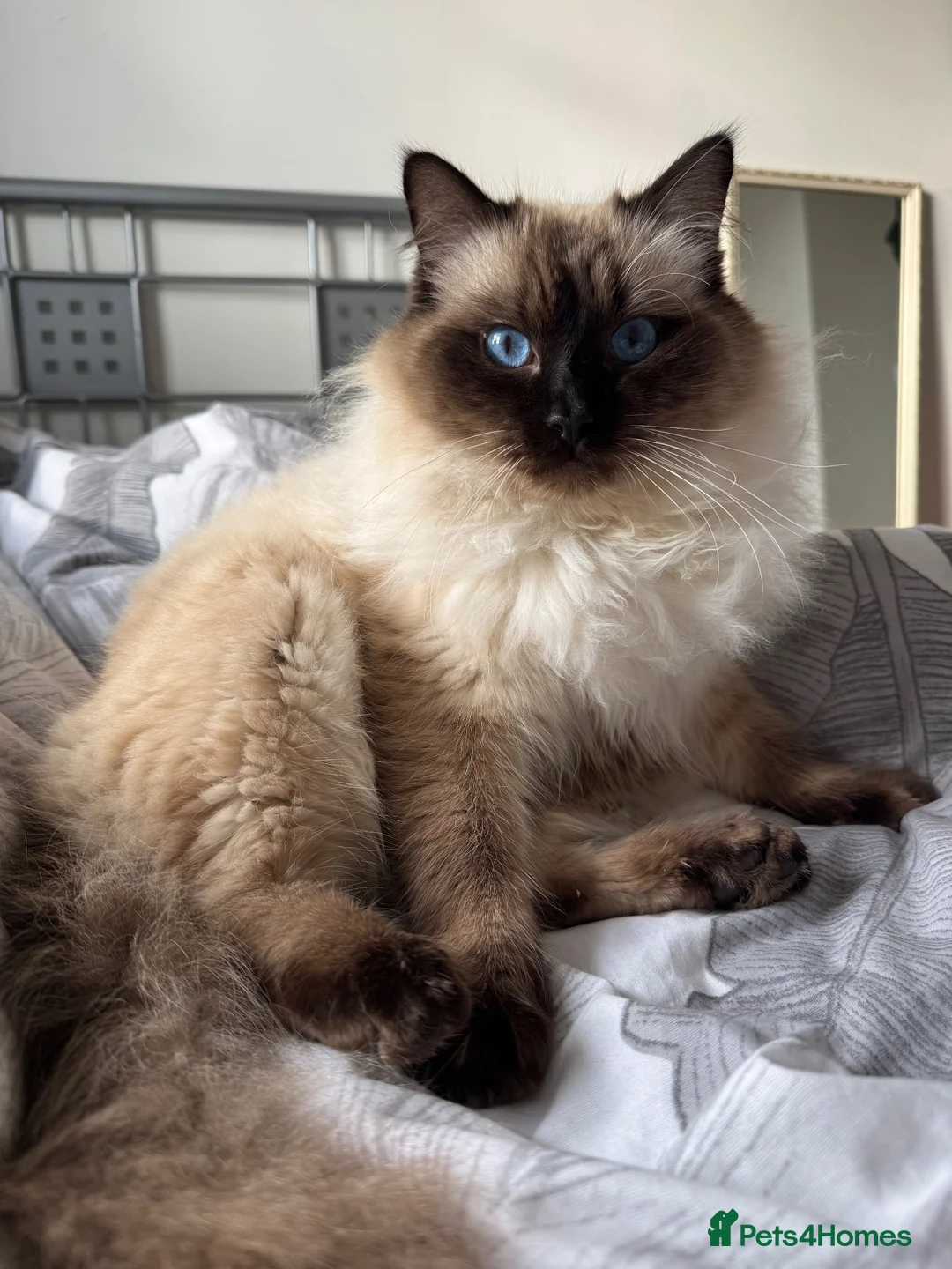 Ragdoll cats for sale: Beautiful Ragdoll Kittens Flame Point & tortie - Advert 2