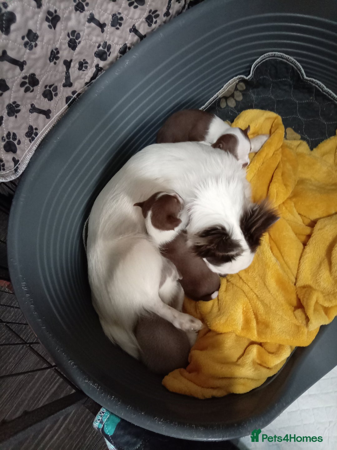 Chihuahua dogs for sale: Chihuahua puppies - Advert 1