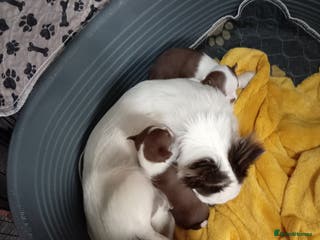 Chihuahua dogs Chihuahua puppies born 11/12/25 - Advert 9