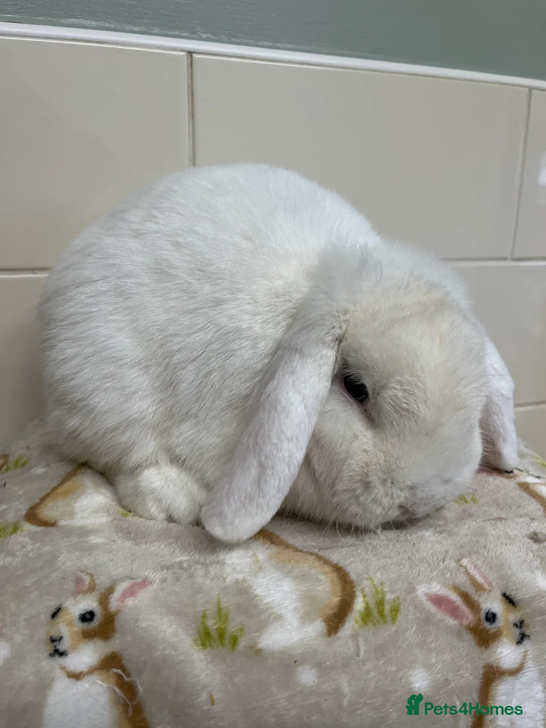 Mini Lop rabbits for sale: 3 ADULT BUNNIES LOOKING FOR NEW HOMES  - Advert 7