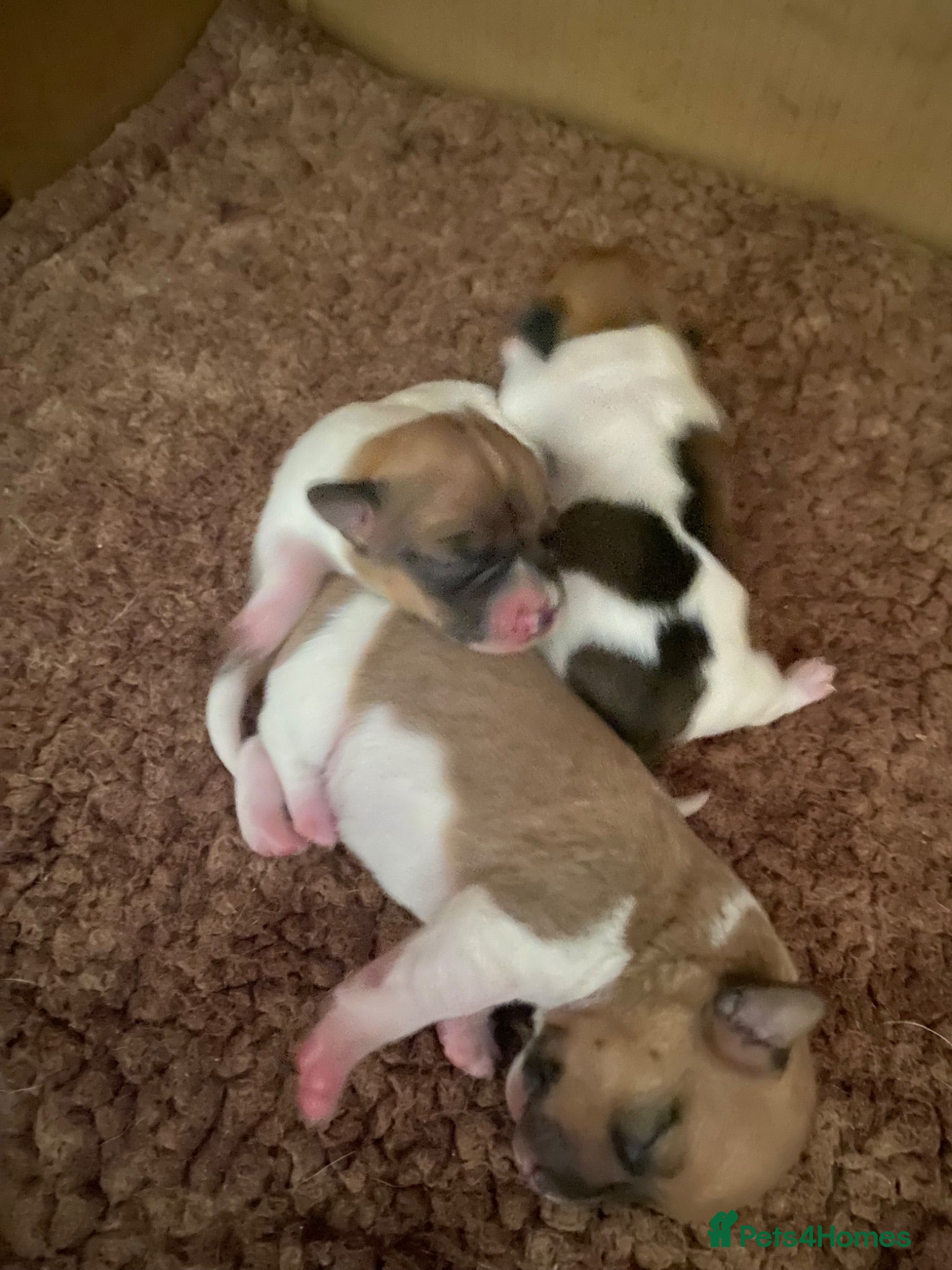Jack Russell dogs Wonderful array of JRT pups - Advert 1