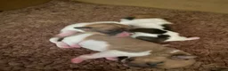 Jack Russell dogs for sale: Wonderful array of JRT pups - Advert 12