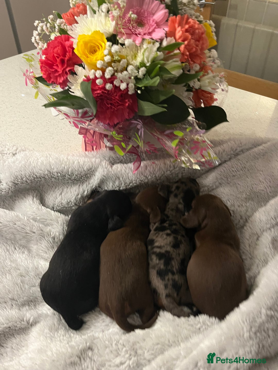 Miniature Dachshund dogs for sale: Beautiful true kc reg miniature dachshunds - Advert 8