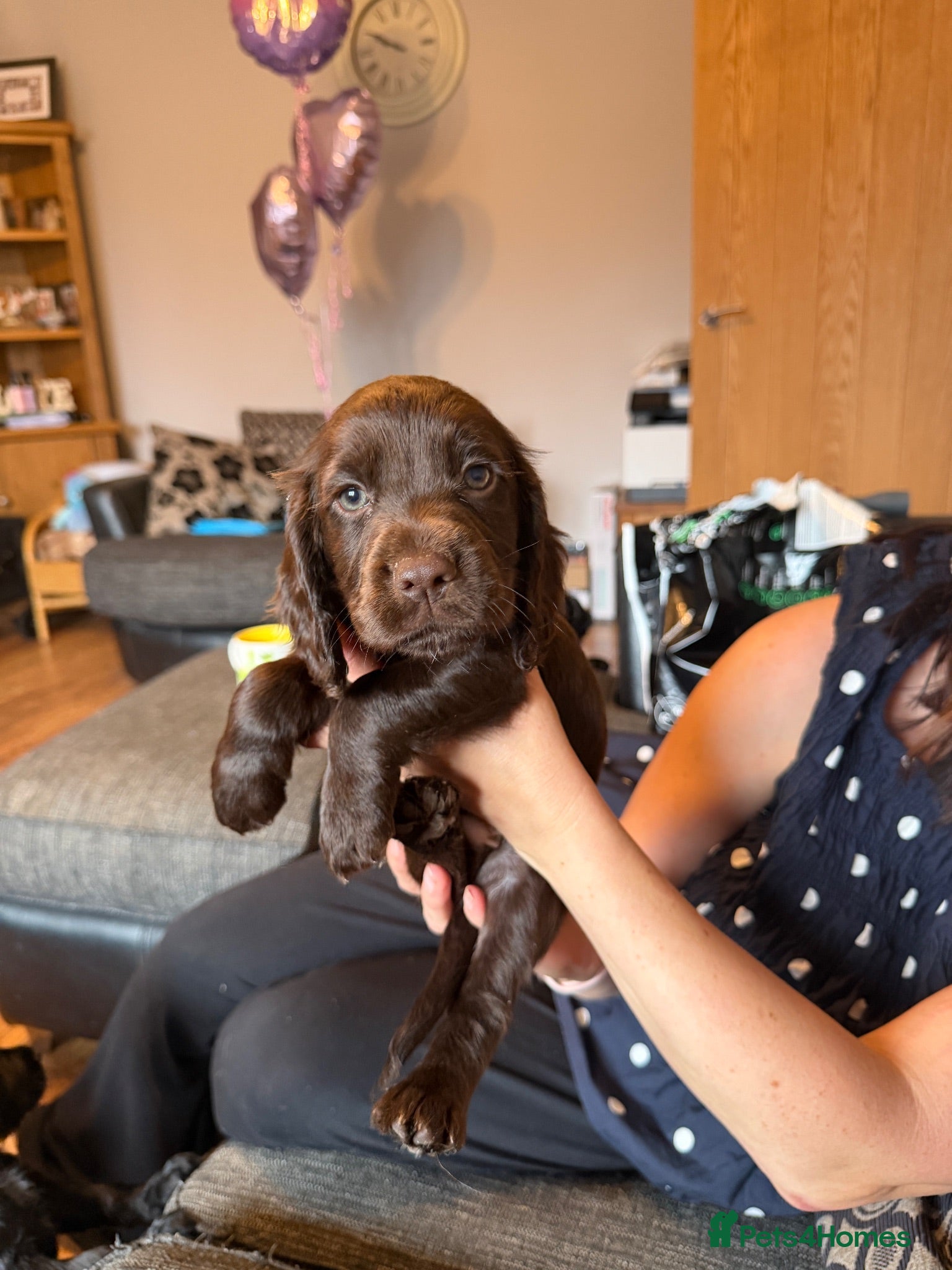 Cocker Spaniel dogs  KC Registered Cocker Spaniel Puppies  - Advert 2