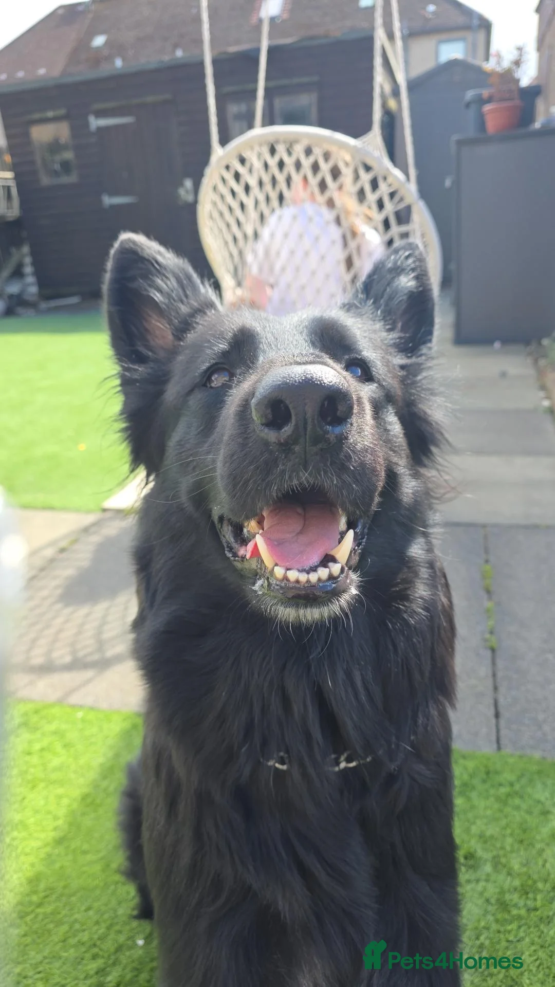 German Shepherd dogs for sale: This is a presale post for now  - Advert 40
