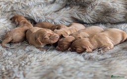 Cocker Spaniel dogs for sale: Deep Red Cocker Spaniel puppies for sale - Image 8