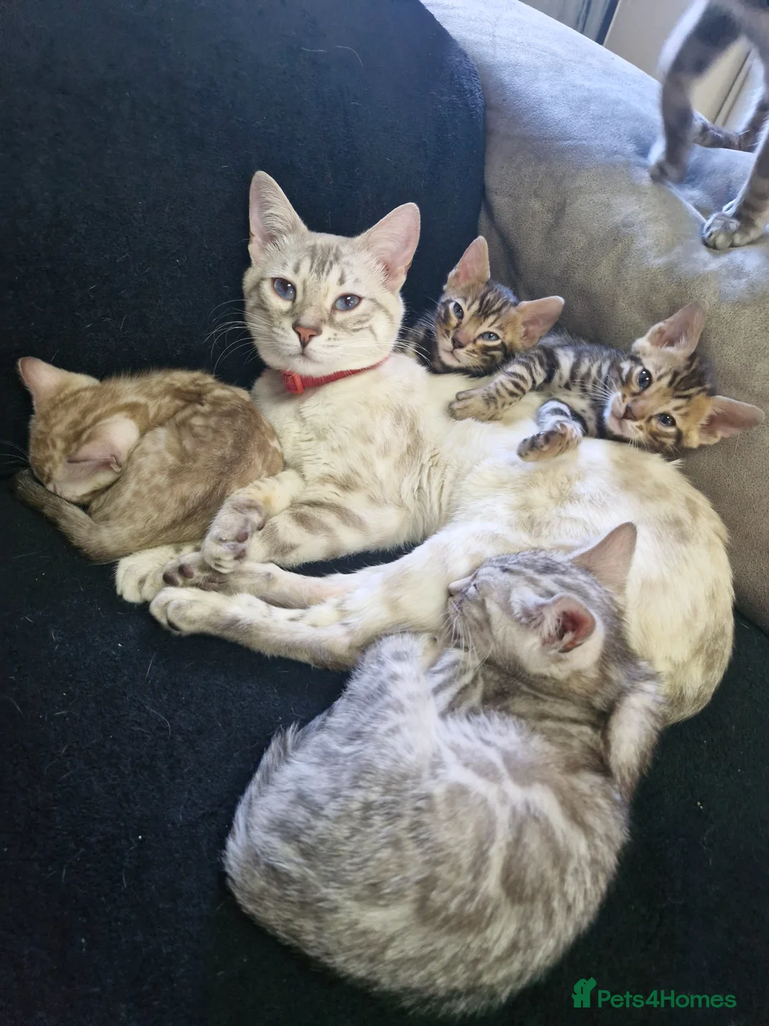 Bengal cats for sale: Genetic Health Tested Snow & Brown Bengal Kittens - Advert 2