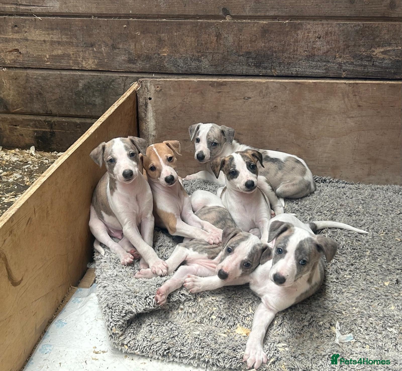 Whippet dogs KC registered pedigree whippet  - Advert 12