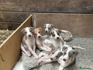 Whippet dogs KC registered pedigree whippet - Advert 12