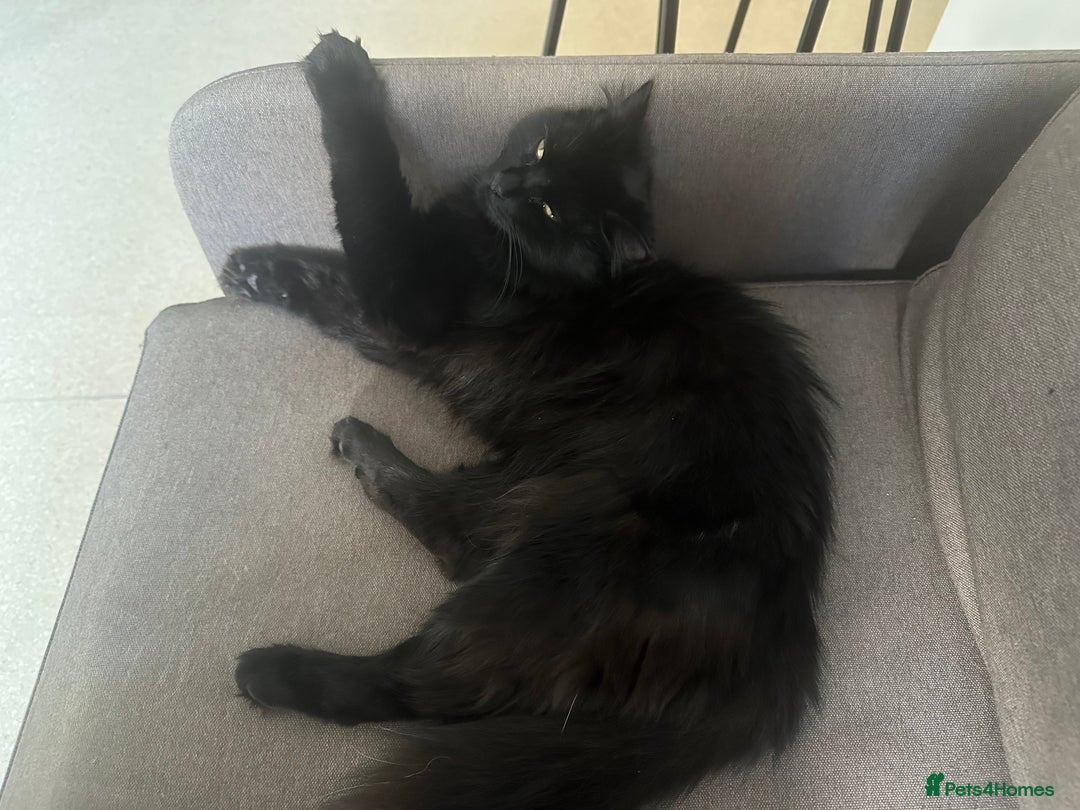 British Longhair cats for sale: Gorgeous Black Cats for New Loving Home  - Image 6