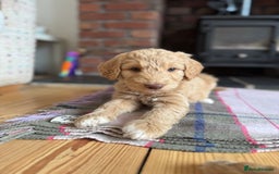 Double Doodle dogs for sale: Australian Goldendoodle puppies - Image 21