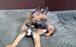 Belgian Shepherd Dog dogs for sale: Belgian malinois puppies for sale  - Image 18