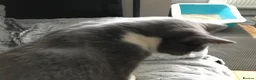 Mixed Breed cats for sale: Oreos - Advert 4