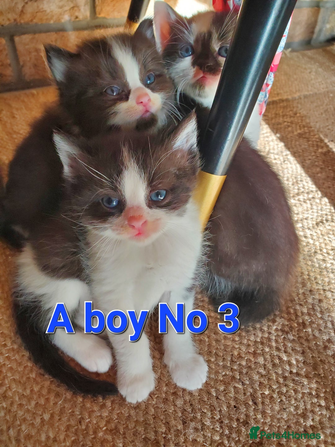 Mixed Breed cats for sale: Half pedigree kittens - Image 8