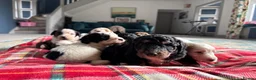 Bernedoodle dogs for sale: Outstanding Bernedoodle F1bs - Advert 19