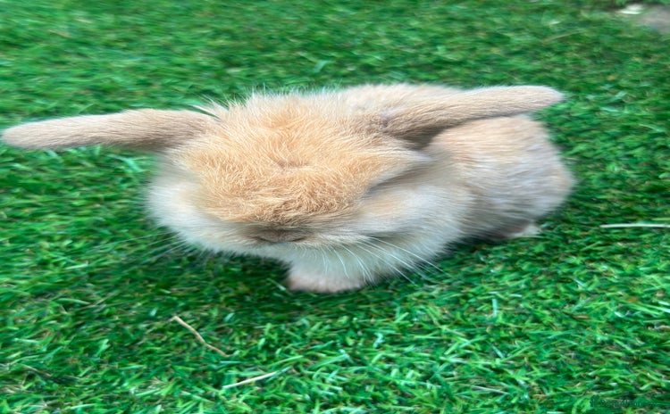 Mini Lop rabbits - Advert 12