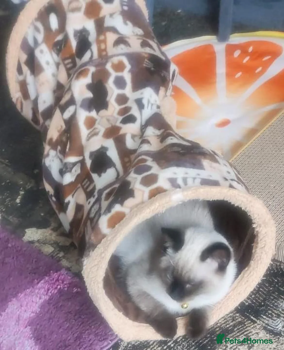 Ragdoll cats for sale: Ragdoll boy - Advert 2