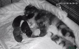 Maine Coon cats for sale: Maine coon kittens - Image 2