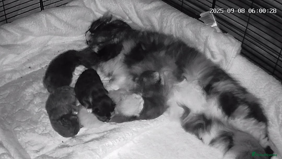 Maine Coon cats for sale: Maine coon kittens - Image 2