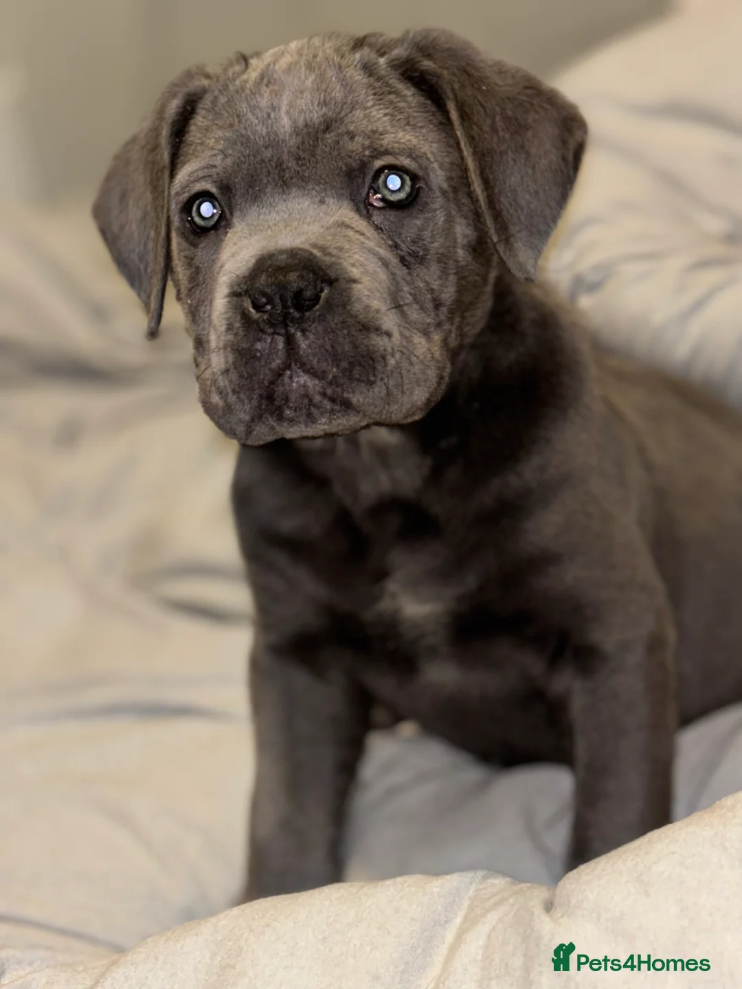 Cane Corso dogs for sale: One Blue Boy Cane Corso puppy 🐶💙 - Advert 3