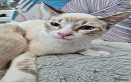 Snowshoe cats for sale:  pedigree Tica reg  snowshoes  READY NOW - Image 17