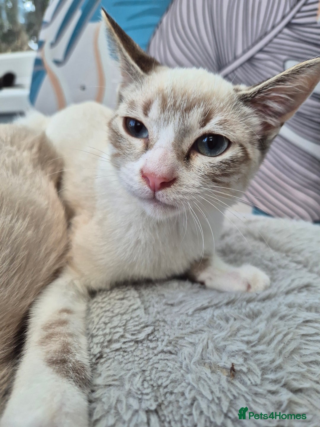 Snowshoe cats for sale:  pedigree Tica reg  snowshoes  READY NOW - Image 17